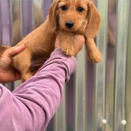 Girl 4 - Red female Dachshund puppy in Conway, Missouri from Ozark Mountain Kennel