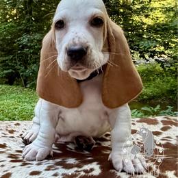 Simon - Lemon and white male Basset Hound puppy in Dingess, West Virginia from Tuckers' Howling Hounds
