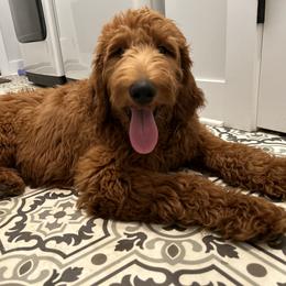 Goldendoodle All Grown Up from Doodles by Piper