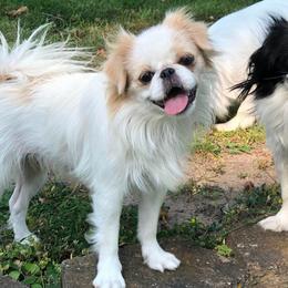 Yuki - Japanese Chin