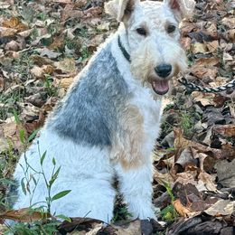 Wire Fox Terrier puppies from Birchhurst Kennels Indiana