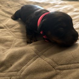 June Osborne (Reserved) - Black and tan female Dachshund puppy in Hobart, Indiana from Cogsworth Cromwell Dachshunds of NW Indiana