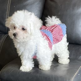 Companion Cross, Maltese, and Maltipoo Puppies from Best Maltese & Toy Poodles of Texas