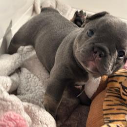 Diamond - Blue female French Bulldog puppy in Washington from Pawcific Coast Bullies