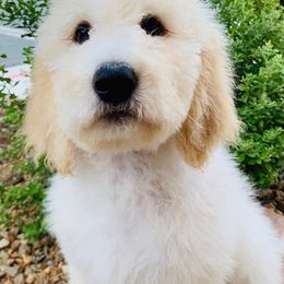 Goldendoodles from 24 Karat Doodles