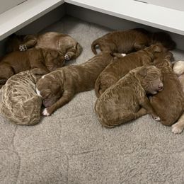 Aussiedoodle and Goldendoodle Puppies from Garside Doodles