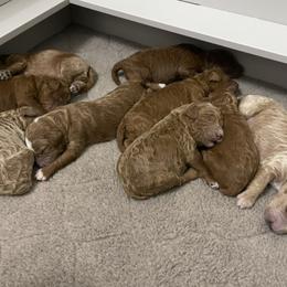 Aussiedoodle and Goldendoodle Puppies from Garside Doodles