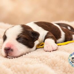 Maple - Parti female Miniature Schnauzer puppy in Magalia, California from NorCal Schnauzers