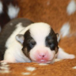 Black Tri Mismarked Boy - Black and tan male American Corgi puppy in Clovis, New Mexico from Sweet & Salty Cowdogs