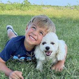 Maggie - Bichon Frise