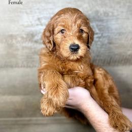Irene - Red  female Goldendoodle puppy in Abilene, Texas from Mesquite Kennels