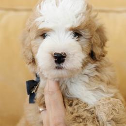 'Froggy' Gray Collar Male Mediume Bernedoodle - Yellow and white male Bernedoodle puppy in Kamas, Utah from A + E Farms