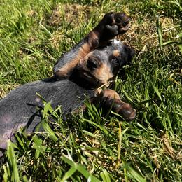 Creek - Blue ticked and tan male Bluetick Coonhound puppy in Wolf Creek, Oregon from Dejah Bleu Kennels