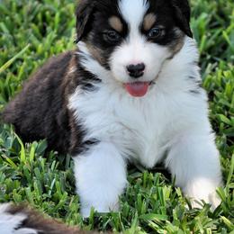 Australian Shepherd Puppies from Dovehawk Australian Shepherds