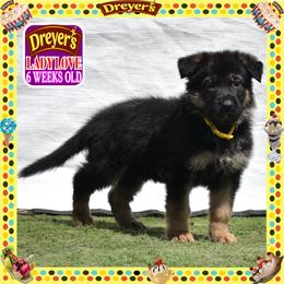 DREYERS BIG GIRL - Black and red female German Shepherd puppy in Murrieta, California from Diamond Oaks German Shepherds