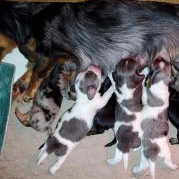Dachshund Puppies from Pure Joy Dachshunds