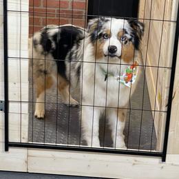 Lily - Blue merle female Australian Shepherd puppy in Coldwater, Michigan from Northern Star Australian Shepherds