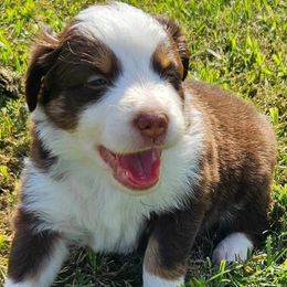 Yellow - Red tri-color Australian Shepherd puppy in Crowell, Texas from Ardent Aussie Acres