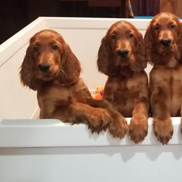 Irish Setter Puppies from Kilkieran Kennels and farm