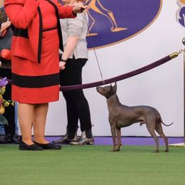 American Hairless Terrier All Grown Up from Strider’s American Hairless Terriers