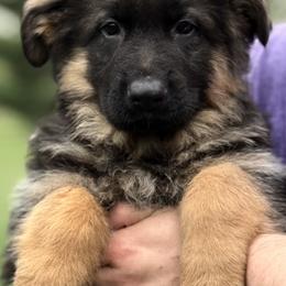 Remy - Black and red female German Shepherd puppy in Johnstown, Ohio from Vom Haus Neufus