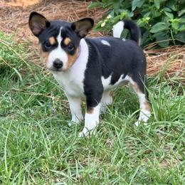 Clover - Fingers crossed - Tri-color female Basenji puppy in Cleveland, Georgia from Blue Diamond Basenjis