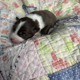Maybelle - White and red female Border Collie puppy in Centerton, Arkansas from Chappell Breeding