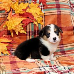 Pokegama - Black and tan male Pembroke Welsh Corgi puppy in Akeley, Minnesota from Northwynd Corgis