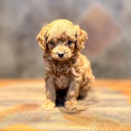 Tin Man - Red  male Goldendoodle puppy in Bells, Texas from Partridge Doodles and Poodles