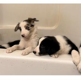 Border Collie Puppies from Cahill’s Canines