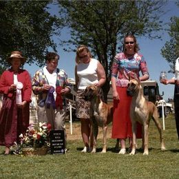 Great Dane Puppies from DaneDreams