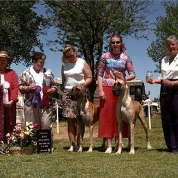 Great Dane Puppies from DaneDreams