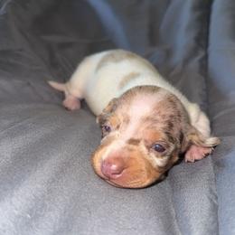 Dapple pie female - Dapple female Dachshund puppy in Woodward, Oklahoma from Wiener Dreams Dachshunds