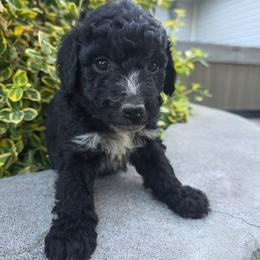 Ohio - Black and white female Aussiedoodle puppy in Blackfoot, Idaho from Draper Mountain Doodles