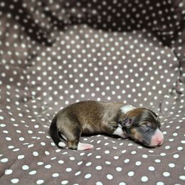 Perisi (persistence) - Sable male Pembroke Welsh Corgi puppy in Orrtanna, Pennsylvania from Mountain Top Shepherd's