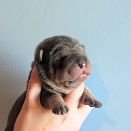 Carrie - Blue sable female Chinese Shar-Pei puppy in Clarksville, Tennessee from Wrinkle Bum Shar-Pei