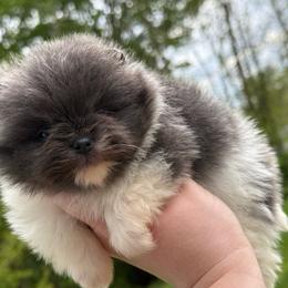 Rosebud - Blue parti female Pomeranian puppy in Newark, Ohio from Keeperofstars Pomeranians