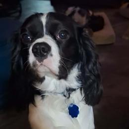 Valentino - Cavalier King Charles Spaniel