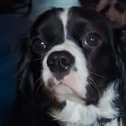 Valentino - Cavalier King Charles Spaniel