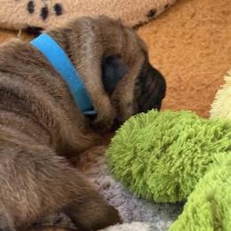 Blue collar - Red fawn male Chinese Shar-Pei puppy in Elkin, North Carolina from Martini Shar-Pei