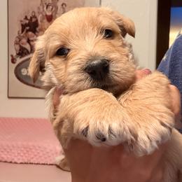 Howie - Wheaten male Scottish Terrier puppy in Victorville, California from Santas Scotties