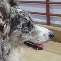 Border Collies from DiCola Farm