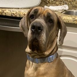 Great Danes from Central Coast Danes