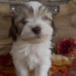 Rome - AKC - White male Havanese puppy in Verden, Oklahoma from Holcombs Puppy Ranch