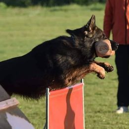 Creed - German Shepherd