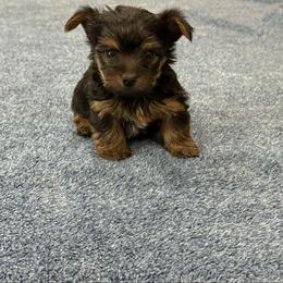 Boy 2 - Black and tan male Yorkshire Terrier puppy in Zebulon, North Carolina from Eastern Wake Yorkies