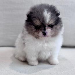 Mellow - Lavender male Pomeranian puppy in Canandaigua, New York from Fingerlakes Pomeranians