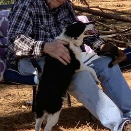 Duke - Black and white male Aussiedoodle puppy in Nacogdoches, Texas from BA Mini Poodles