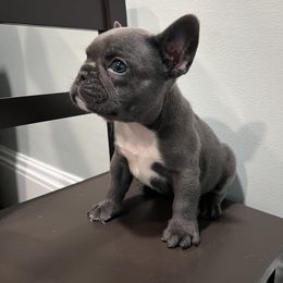 French Bulldog Puppies from Kayla's French Bulldogs