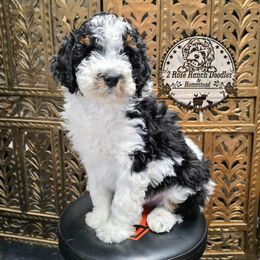 Parti boy 1 - Black and white male Bernedoodle puppy in Graham, Texas from 2 Rose Ranch Doodles